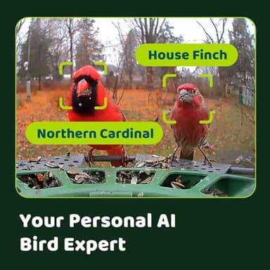 Birdfy 2 Smart Bird Feeder with Camera, Dual-Lens (2K+1080P) Camera for Live Streaming & Close-Up Photos, AI Identifies Bird Species, Solar-Powered Backyard Birdwatching Gift - Image 5