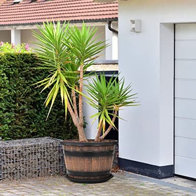 Quarut Large Plastic 3 Pack16 inch Plant Pots,Whiskey Barrel Planters with Drainage Holes & Saucer.Flower Pots Imitation Wine Barrel Design for Indoor & Outdoor Garden Balcony Plants.7 Gallons(Brown) - Image 7