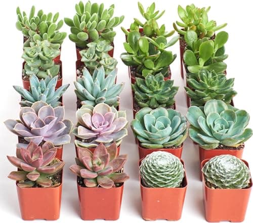 Shop Succulents Assorted Succulent Plant Pack Bulk Collection - Live Mini Succulent Plants, Low Maintenance, Mixture of Colors & Textures - Wedding and Party Favors, Gift & Garden, Pack of 20 - Image 1