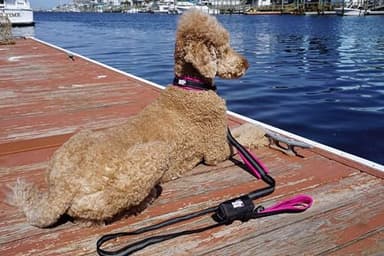 Black Rhino Dog Collars for Medium Dogs - Adjustable Reflective Heavy Duty Dog Collar with Ultra-Soft Neoprene Padding - Weatherproof, Durable, and Comfortable - Ideal for Active Dogs - Pink and Black - Image 4