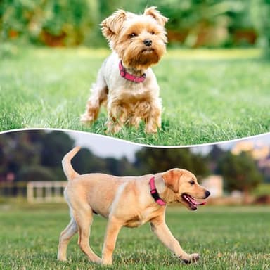 PenSeepet Reflective Dog Collar Padded with Soft Neoprene Breathable Quick Release Basic Dog Collars for Medium Dogs Hot Pink Girl - Image 2