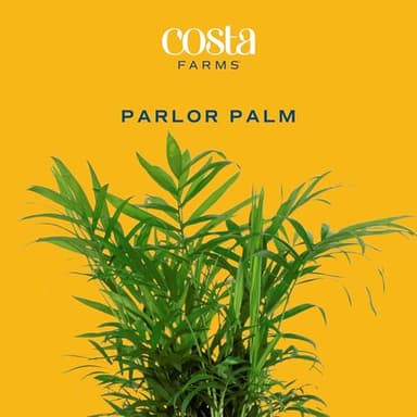 Costa Farms Parlor Palm, Neanthebella, Easy to Grow Houseplant Potted in Décor Plant Pot, Everyday Gift for Mom, For Wife, From Daughter, Son, Room or Home Decor, 1 Foot Tall - Image 3