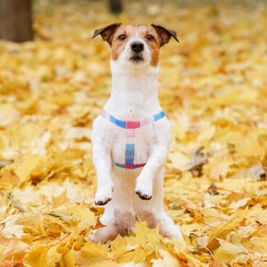 PUPTECK No Pull Dog Harness Soft Adjustable Basic Nylon Step in Puppy Vest Outdoor Walking with ID Tag, Striped Pink, M - Image 5