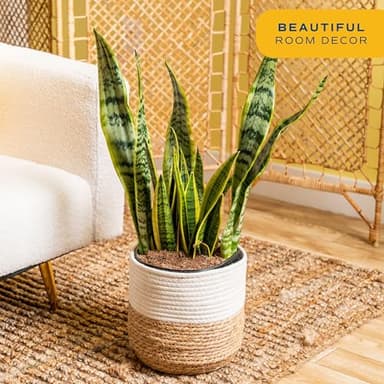 Costa Farms Live Snake Plant, Sansevieria, Easy Care House Plant in Modern Decor Pot, Houseplant in Potting Soil Mix, Succulent Plant Gift for Housewarming, Office and Home Decor, 2-3 Feet Tall - Image 2