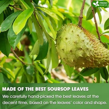 FreshDrinkUS, 75+ Premium Soursop Graviola Dried Leaves Tea, Natural Whole Leaves, Wildcrafted, Hoja De Guanabana, Soursop/Guanabana/Graviola Tea, No Sugar/Gluten/Caffeine/Non GMO, Vegan - Image 6