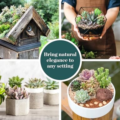 Shop Succulents Assorted Succulent Plant Pack Bulk Collection - Live Mini Succulent Plants, Low Maintenance, Mixture of Colors & Textures - Wedding and Party Favors, Gift & Garden, Pack of 20 - Image 6