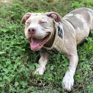 Pupteck Soft Mesh Dog Harness Sized and Leash Set Pet Puppy Cat Comfort Padded Vest No Pull Harnesses, Beige, Medium - Image 6