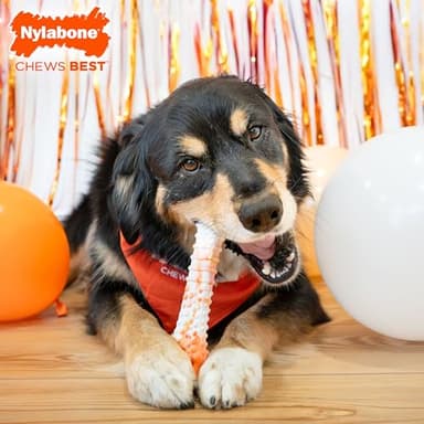 Nylabone Limited Edition 70th Birthday Textured Bone Power Chew Toy for Dogs, Durable & Tough Dog Toys for Aggressive Chewers, Roasted Chicken Flavor, X-Large Dogs - 50+ lbs (1 Count) - Image 2