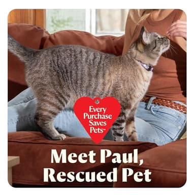 BISSELL Little Green Mini Portable Carpet and Upholstery Deep Cleaner, Car/Auto Detailer, with HydroRinse Self-Cleaning Tool and 4" Tough Stain Tool, Tea Green, 4075 - Image 7