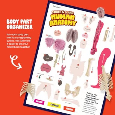 Dan&Darci Human Anatomy Squishy Body Model - Science Kits for Kids Ages 4-8 - STEM Toys for 4 5 6 7 8 Year Old Boy Birthday Gift - Learning Educational Toys for Ages 5-7 Boys Gifts - Skeleton Parts - Image 5