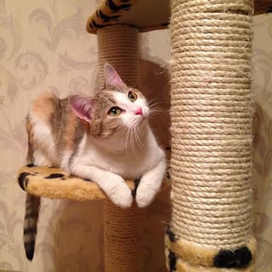 Vanhench Jute Rope 5MM (1/5 inch) 100 ft 6Ply Twisted Heavy Duty and Thick Twine Rope Bulk for Crafts Projects Cat Scratcher Post Tree Gift Wrapping Arts & Crafts Home Decoration Packing Christmas - Image 6