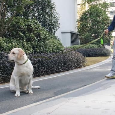 EasyEase Dog Leash with 2 Comfortable Soft Padded Handles 4FT Green Reflective Heavy Duty Pet Dog Walking Leashes Durable Dog Training Lead & Traffic Handle for Large Medium and Small Dogs - Image 7