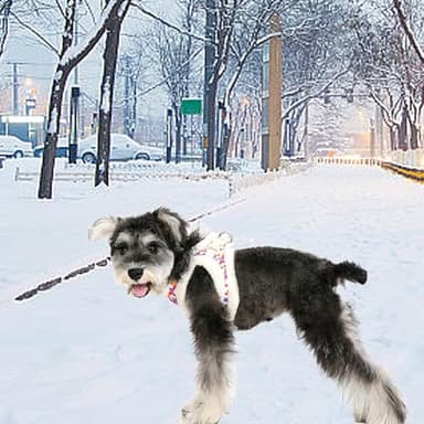 AIITLE Warm Plush Dog Vest Harness and Leash Set - No-Pull Plaid Dog Harness with Safety Buckle - Cold Weather Dog Harness for Indoor and Outdoor Use for Puppy and House Cats White XXS - Image 6