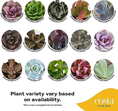 Costa Farms Succulents, Live Succulent Plants (18-Pack) Assorted Grower's Choice Live House Plants, Nursery Planter Pots, Potting Soil Mix, Bulk Gift for Baby Shower, Bridal Shower, DIY, Party Favors - Image 3