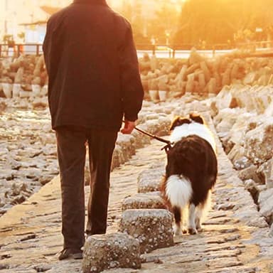 Mi Metty Dog Tie Out Cable,50ft Dog Lead-Heavy Duty Tie Out Cable for for Large Dogs Up to 125lbs-Dog Chain for Yard-Outside Dogs Runner Tether Line - Image 7