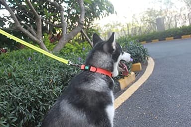 Waterproof Dog Collars,Rubber Dog Collars Anti-Odor,Durable,Adjustable Dog Collars for Small,Medium, Large Dogs,Easy Clean Collars with Buckle and D Ring - Image 6