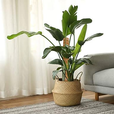 Joyhalo 26.4 Inch Moss Pole Monstera Plant Support, 2 Pcs 15.7 Inch Moss Pole for Plants Monstera, Plant Stakes for Indoor Plants with Jute Rope and Name Label - Image 2