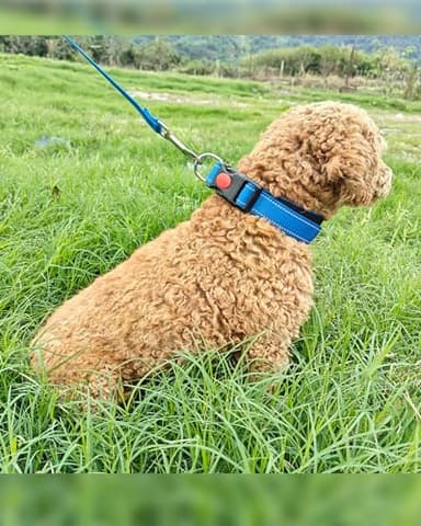 Aeclleca Reflective Dog Collar and Leash Set with Safety Locking Buckle，Adjustable Soft Nylon Pet Collars for Small Medium Dogs (Blue, XL) - Image 5