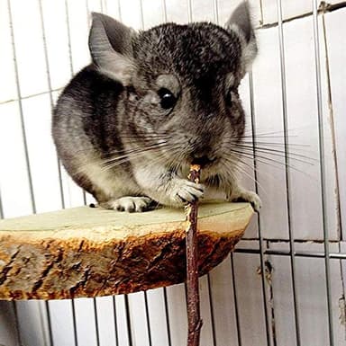 Natural Apple Sticks 10oz(300g) Small Animals Molar Wood Treats Toys Chinchilla Guinea Pig Hamster Rabbit Gerbil Parrot Bunny and Small Animals Chew Stick Toys Treats - Image 6