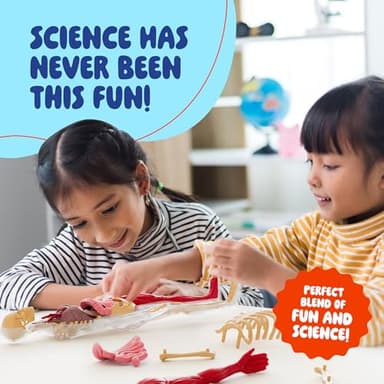 Dan&Darci Human Anatomy Squishy Body Model - Science Kits for Kids Ages 4-8 - STEM Toys for 4 5 6 7 8 Year Old Boy Birthday Gift - Learning Educational Toys for Ages 5-7 Boys Gifts - Skeleton Parts - Image 6