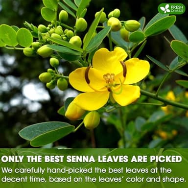 FreshDrinkUS, Premium 135 Senna Leaf Tea Bags for Constipation, Supports Your Cardiovascular System, 100% Natural & Pure. Loose Leaf Senna Herbal Tea, Made with Natural Material Tea Bags. Non GMO, No Sugar/ Caffeine/ Gluten, Vegan. - Image 6