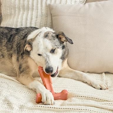 SPOT Bam-Bones Plus T Bone - Bamboo Fiber & Nylon Dog Chew Toy for Moderate to Aggressive Chewers, Non-Splintering, Long-Lasting, 7in Beef Flavor, for Adult Dogs & Teething Puppies Under 90lbs - Image 16