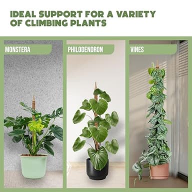 2 Pack 48" and 28'' Bendable Moss Pole Monstera Plant Support for Climbing Indoor Plants - Stakes for Potted Climbers - Tall Sticks Indoor Trellis for Houseplants - Accessories for Monstera Pot - Image 4