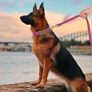 Didog Soft PU Leather Dog Collar, Stylish Quick Released Dog Collar for Large Dogs, Easy Clean Adjustable Pet Collar for Daily Walking, Purple, L Fit 15-23" Neck - Image 3