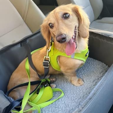 Best Pet Supplies Voyager Step-in Air Harness - All Weather Mesh, Reflective, No Pull Harness for Dogs, Cats - Secure with Hook & Loop Fastener, Buckle, Double D-Rings - Lime Green, XXXS - Image 7