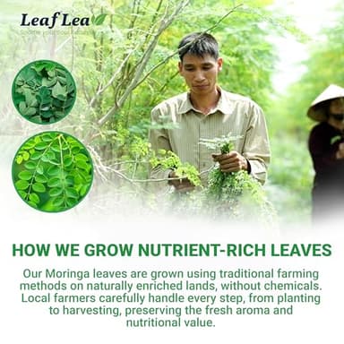 LeafLea 40 Moringa Tea Bags, 100% Natural and Pure Moringa Leaf Herbal Tea, Supports Digestion and Immune Health, Caffeine-Free, Sugar-Free, Vegan - Image 7