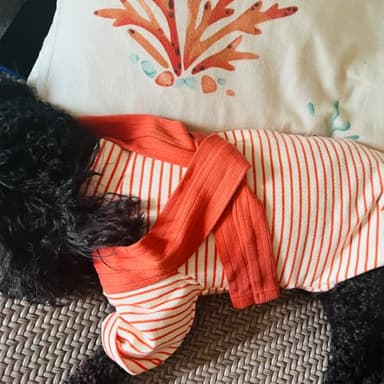 Soft Puppy Stripe Dog Shirts Pet Apparel Cat Tee Dog Sweatshirt Pet Breton Top Pet Clothes for Small Dogs (Orange Red, X-Small) - Image 2