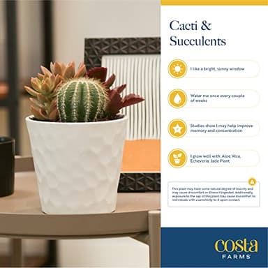 Costa Farms Succulent Plants (Pack of 3), Live Indoor Plant Mini Succulent in Cute Decor Plant Pot, Potting Soil Mix, Grower's Choice, Housewarming Gift, Room Decor, 2-Inches Tall - Image 5
