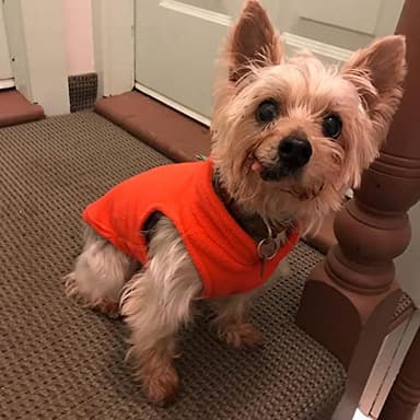 Gooby Fleece Vest Dog Sweater - Pumpkin, Small - Warm Pullover Fleece Dog Jacket with O-Ring Leash for Small to Medium Dogs - Image 5