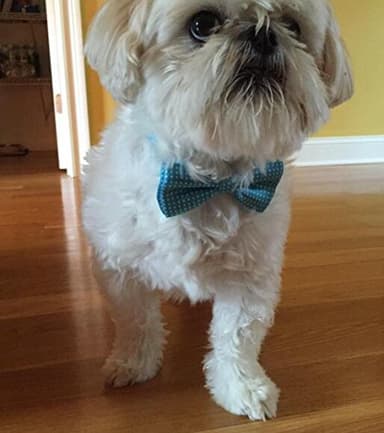 Colorful Polka Dots Bow Tie,Adjustable Bowtie Fashion Accessories for Pet Dog Cat (blue) - Image 5