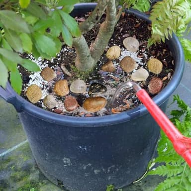 HappyFiller Decorative Natural Pebbles Polished Rocks Stones Mixed Color for Aquarium Gravel,Fish Turtle Tank,Outdoor Indoor Plants Top Dressing,Garden Landscaping,Home Vase Filler Decoration,2 LB - Image 3