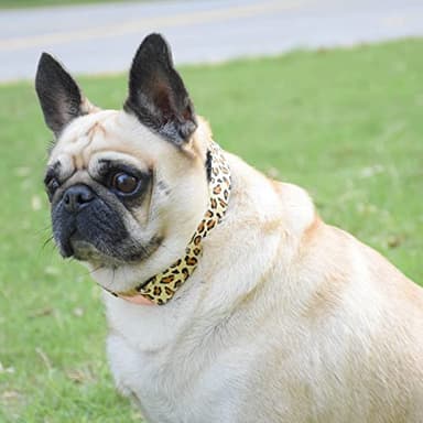 Metal Buckle Dog Collar, Durable Adjustable Dog Collar Soft for Small Medium Large Dogs (L(15-23in), Yellow Leopard) - Image 2