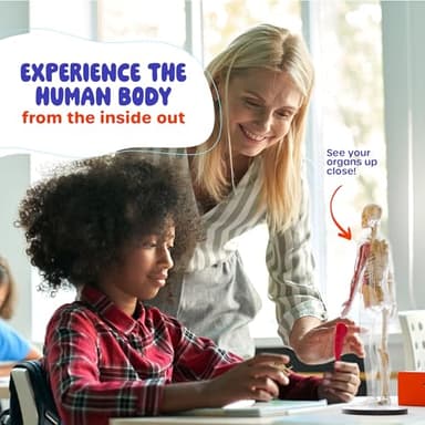 Dan&Darci Human Anatomy Squishy Body Model - Science Kits for Kids Ages 4-8 - STEM Toys for 4 5 6 7 8 Year Old Boy Birthday Gift - Learning Educational Toys for Ages 5-7 Boys Gifts - Skeleton Parts - Image 9
