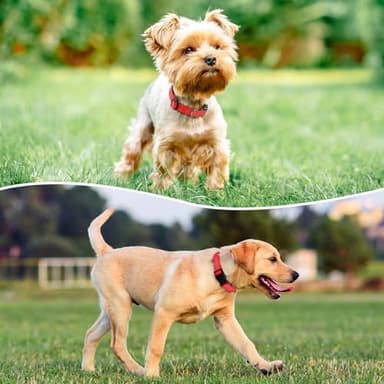 PenSeepet Reflective Dog Collar Padded with Soft Neoprene Breathable Quick Release Basic Dog Collars for Medium Large Dogs Red Boy Girl - Image 2