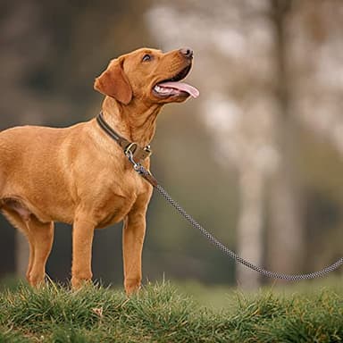Mile High Life | Premium Leather Dog Leash | Strong Rope Leash | Leather Handle | Zinc Alloy Strong Clasp | Small Medium Large Dogs | 4/5/6 Feet(Brown, 72 Inch (Pack of 1)) - Image 6