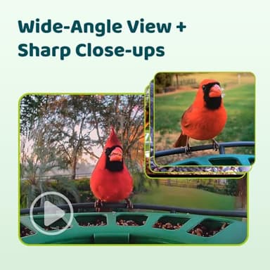 Birdfy 2 Smart Bird Feeder with Camera, Dual-Lens (2K+1080P) Camera for Live Streaming & Close-Up Photos, AI Identifies Bird Species, Solar-Powered Backyard Birdwatching Gift - Image 2