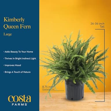 Costa Farms Kimberly Queen Fern Live Plant in Plastic Pot, Large Indoor & Outdoor Houseplant, Perfect for Home, Room, or Office Decor, Great House Warming or Birthday Gift, 2-3 Feet Tall - Image 4