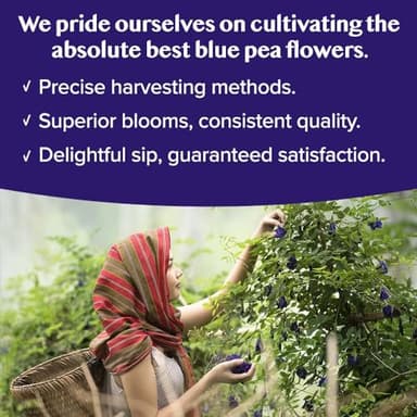 VAHDAM, Butterfly Pea Flower (15 Pyramid Bags) Vegan, Non-GMO | Delicate & Earthy | Direct From Source – Plant-Based Biodegradable | Brew Iced Tea, Cooking, Mocktails & Cocktails - Image 4