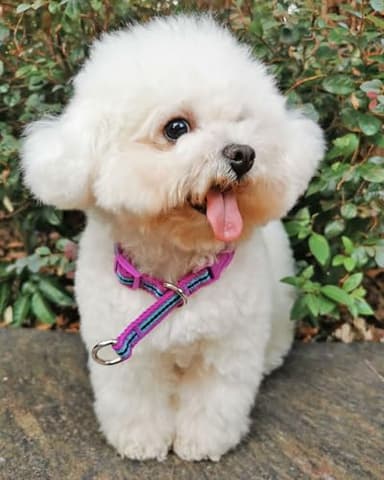 Mycicy Reflective Slip Dog Collar, Martingale Collar for Dog Training with Quick-Release Buckle Stop, No Pull Pet Collars for Small Medium Large Dogs (Purple-L) - Image 2