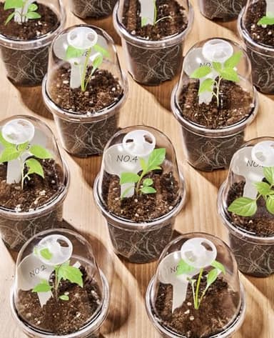 homenote Clear Nursery Pots for Plants,3 Inch Plant Pot for Planting with Humidity Domes Plastic Seedling with Drainage Holes Seed Starter Flower High Transparency (30 Pack) - Image 3