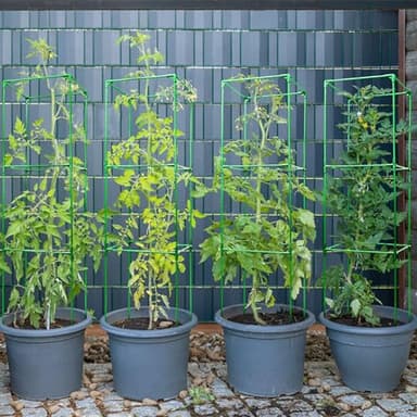 warmfarm Pack 2 Tomato Trellis Plant Stand Made by Fiberglass Pole,47 Inches Heavy Duty Tomato Cages for Garden,Reusable Plant Support for Vegetable Garden, Vegetables, and Flowers - Image 2