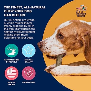 Onward Hound Elk Antlers for Dogs, 7"+ Large 1-Pack, Grade A Long Lasting Chew for Aggressive Chewers, Premium USA Naturally Shed Antler - Healthy, No Odor, Durable Dog Chew for 30-65lb Breeds - Image 4