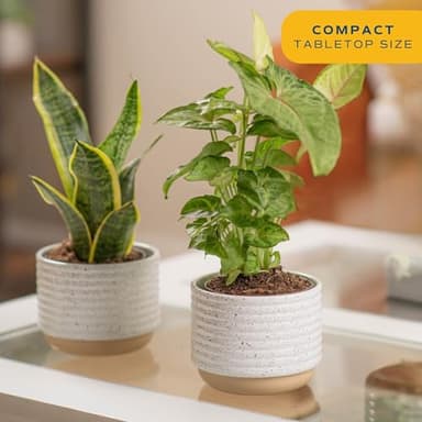 Costa Farms Live Plants (Pack of 2), Easy to Grow Live Indoor Houseplants in 3.8-Inch Plant Pots, Hand-Selected Varieties, Home and Room Decor, 8-10 Inches Tall - Image 2