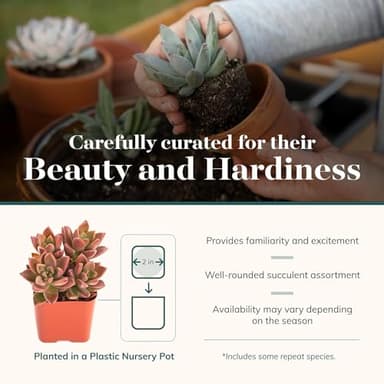Shop Succulents Assorted Succulent Plant Pack Bulk Collection - Live Mini Succulent Plants, Low Maintenance, Mixture of Colors & Textures - Wedding and Party Favors, Gift & Garden, Pack of 20 - Image 4