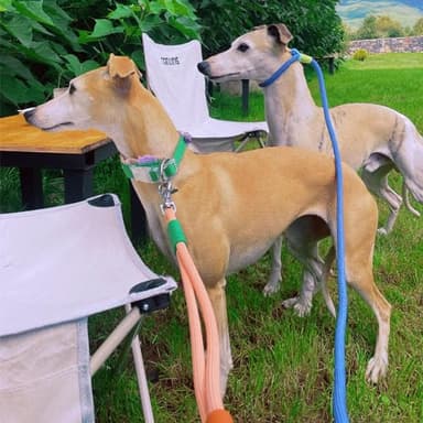 Maogoublue 2.29FT Dog Leash for Small Medium Large Dogs with 360° Rotating Alloy Buckle, Innovative Design, Adjustable Comfortable Handle and Sturdy Polyester Material (Pink) - Image 4