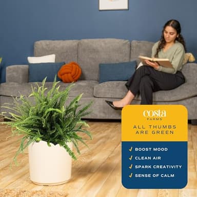 Costa Farms Kimberly Queen Fern Live Plant in Plastic Pot, Large Indoor & Outdoor Houseplant, Perfect for Home, Room, or Office Decor, Great House Warming or Birthday Gift, 2-3 Feet Tall - Image 5